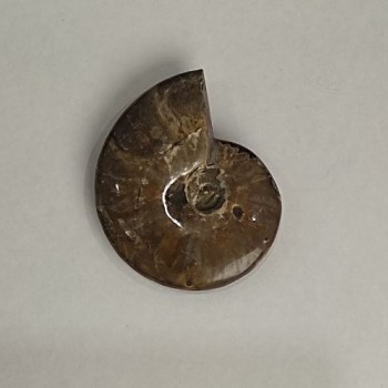Souvenir fossilized ammonite 10x8 cm ± (price per 191 g.)