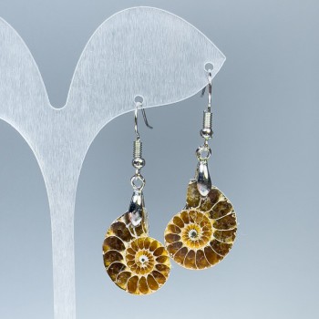 Earrings with natural ammonites 18×22×4 mm, length 48 mm; assorted sizes