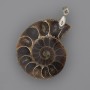 Ammonite Pendant 35x28 mm, length 45 mm; assorted sizes (per piece)