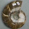 Souvenir fossilized ammonite, complete, 17 x 15 x 3.5 cm +/- (price per 1175 g.)