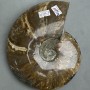 Souvenir fossilized ammonite, complete, 17 x 15 x 3.5 cm +/- (price per 1175 g.)