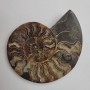 Ammonite souvenir stone, weight from 300 g (approximately 12 x 14 cm ±) (Price per 100 g)