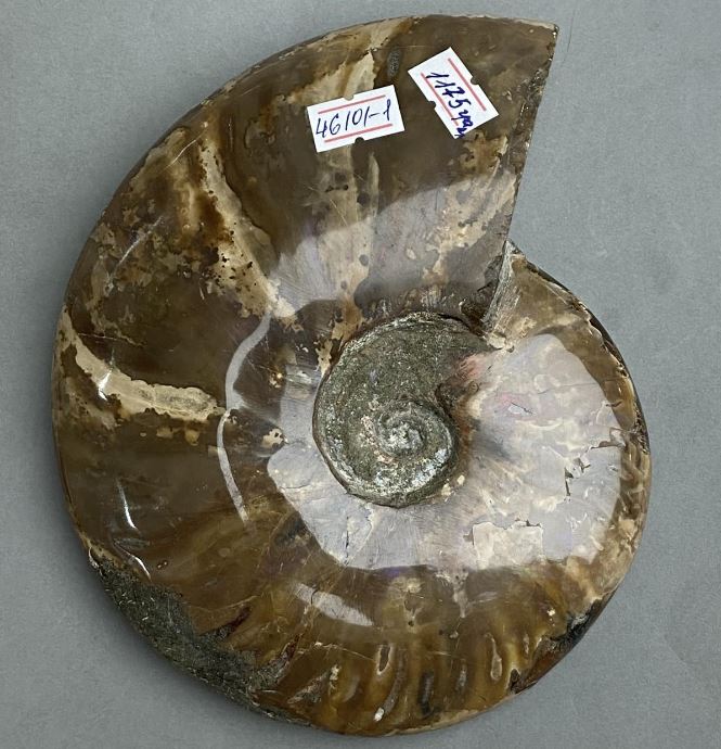Souvenir fossilized ammonite, complete, 17 x 15 x 3.5 cm +/- (price per 1175 g.)