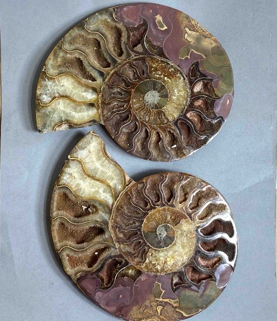 Pair of ammonite souvenir stones, diameter 150 mm ± weight 693 g (price per pair)
